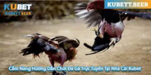 Cẩm Nang Hướng Dẫn Chơi Đá Gà Trực Tuyến Tại Nhà Cái Kubet